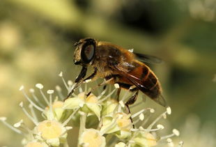 松丹一號利用零星蜜源能力(松丹一號蜂善于采集零星蜜源嗎) 松丹一號利用零星蜜源能力(松丹一號蜂善于采集零星蜜源嗎)