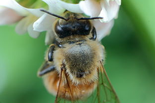 松丹一號利用零星蜜源能力(松丹一號蜂善于采集零星蜜源嗎) 松丹一號利用零星蜜源能力(松丹一號蜂善于采集零星蜜源嗎)