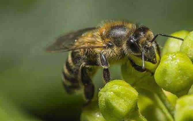 雄蜂從卵到出房要多少天? 雄蜂