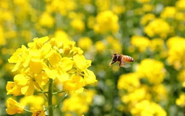 常年開花的蜜源植物(花期最長的蜜源植物) 常年開花的蜜源植物(花期最長的蜜源植物)