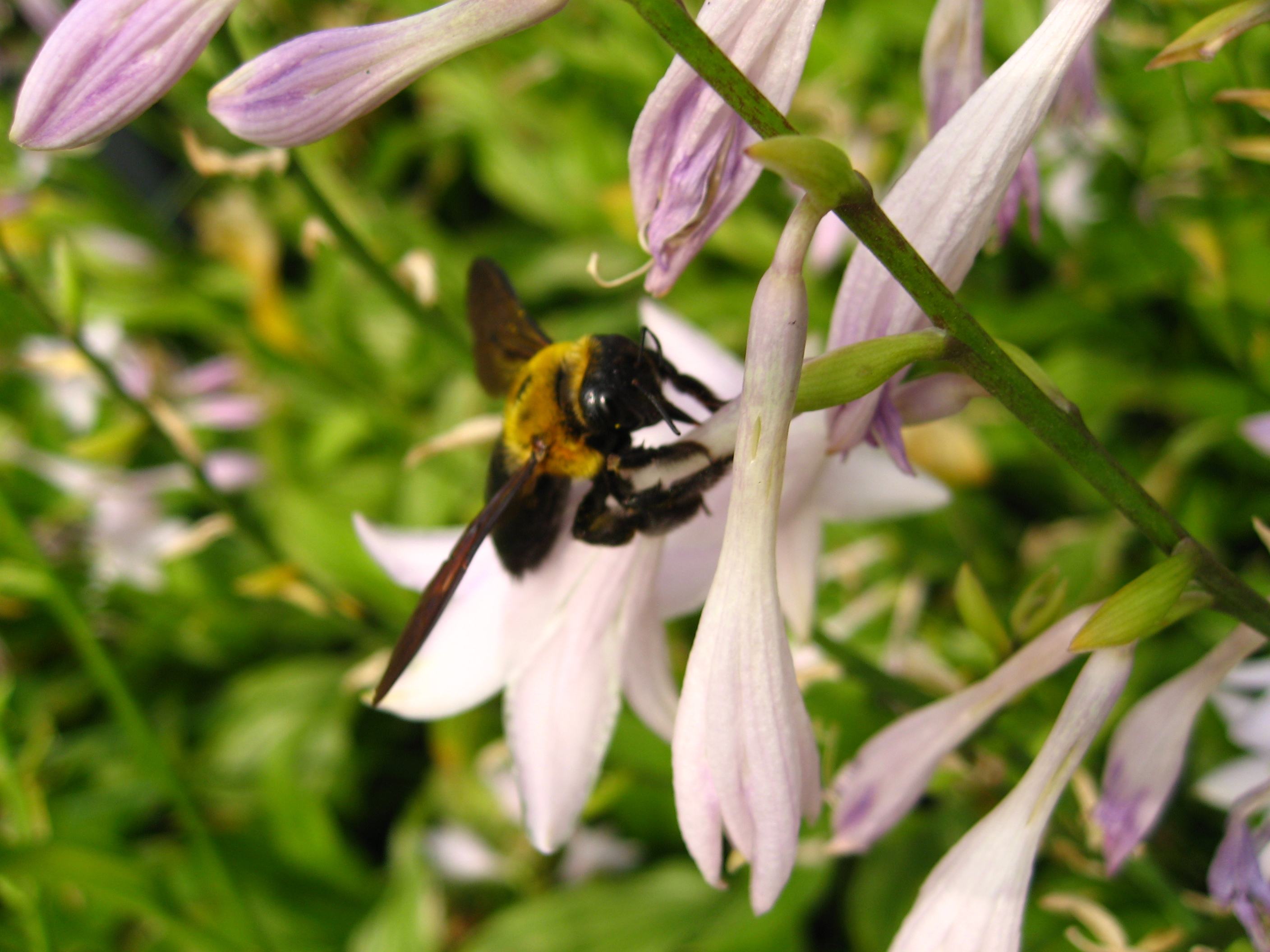 怎樣從蜂團(tuán)中找到蜂王？