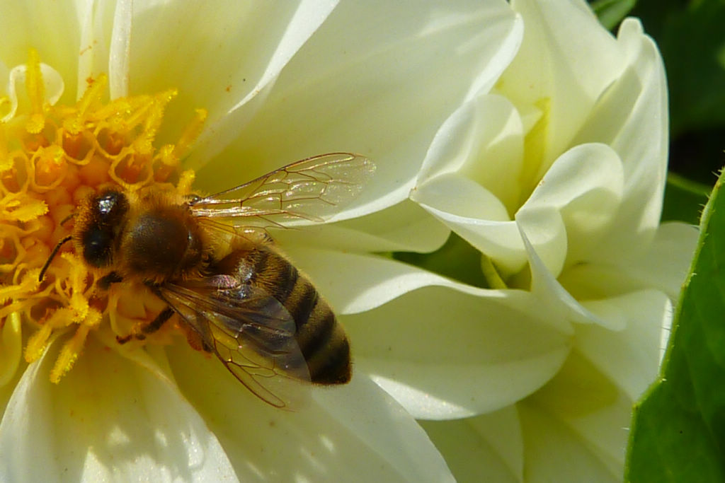 工蜂是干什么的(工蜂的職責(zé)有哪些) 工蜂是干什么的(工蜂的職責(zé)有哪些)