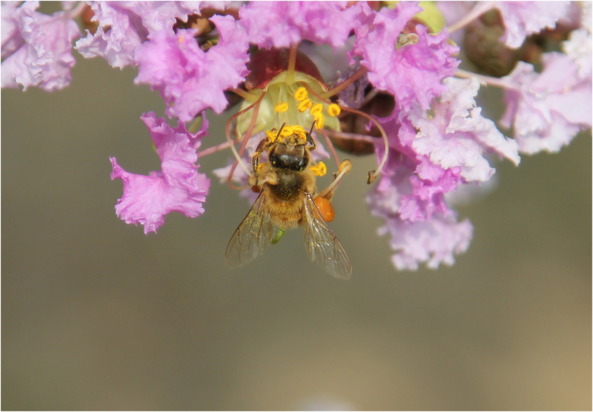 工蜂是干什么的(工蜂的職責(zé)有哪些) 工蜂是干什么的(工蜂的職責(zé)有哪些)