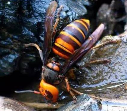胡蜂會產蜂蜜嗎(胡蜂有沒有蜜) 胡蜂會產蜂蜜嗎(胡蜂有沒有蜜)