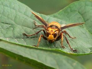胡蜂會產蜂蜜嗎(胡蜂有沒有蜜) 胡蜂會產蜂蜜嗎(胡蜂有沒有蜜)