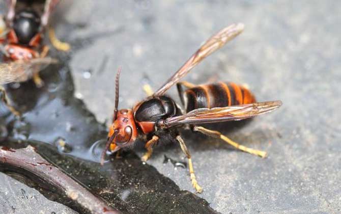 牛角蜂蟄了幾天才算恢復(牛角蜂蟄了多久過危險期) 牛角蜂蟄了幾天才算恢復(牛角蜂蟄了多久過危險期)