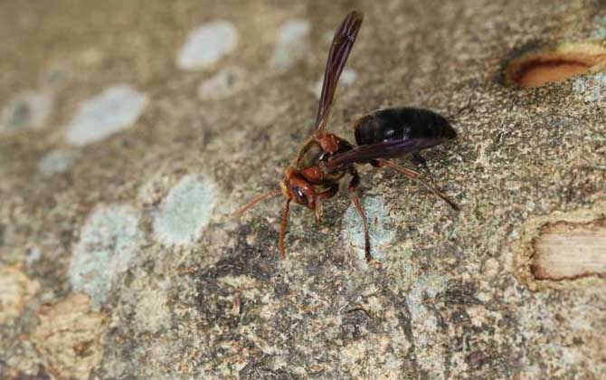 牛角蜂蟄了幾天才算恢復(牛角蜂蟄了多久過危險期) 牛角蜂蟄了幾天才算恢復(牛角蜂蟄了多久過危險期)
