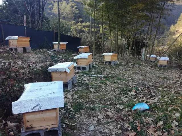 蜜蜂越冬管理技術(蜜蜂的越冬管理要點) 蜜蜂越冬管理技術(蜜蜂的越冬管理要點)