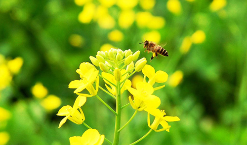 什么花流蜜最多？(盤點(diǎn)那些花流蜜多)