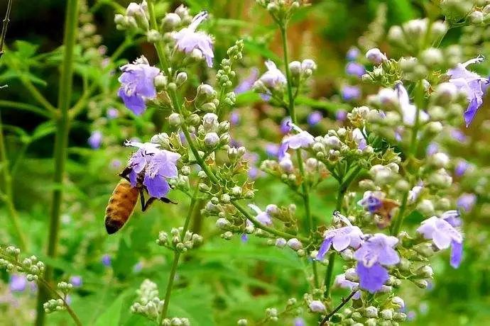 什么花流蜜最多？(盤點(diǎn)那些花流蜜多)