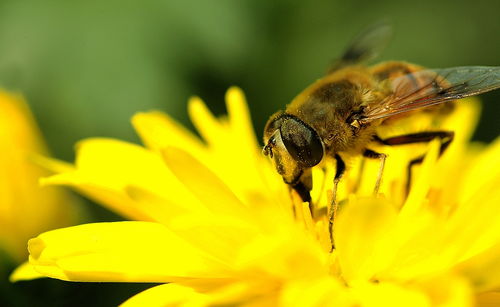 蜂群中大量工蜂死亡是什么原因(有雄蜂了為什么出現(xiàn)很多工蜂死亡) 蜂群中大量工蜂死亡是什么原因(有雄蜂了為什么出現(xiàn)很多工蜂死亡)