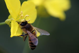 蜂群中大量工蜂死亡是什么原因(有雄蜂了為什么出現(xiàn)很多工蜂死亡) 蜂群中大量工蜂死亡是什么原因(有雄蜂了為什么出現(xiàn)很多工蜂死亡)