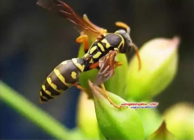 【蜜蜂知識】馬蜂和蜜蜂的區別 馬蜂和蜜蜂的區別