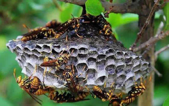 【蜜蜂知識】馬蜂和蜜蜂的區別 馬蜂和蜜蜂的區別