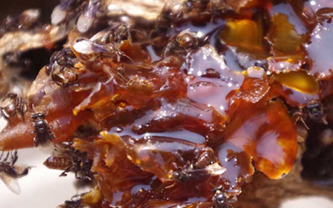 酸蜂蜜的價(jià)格是多少（云南酸蜂蜜多少錢一斤）