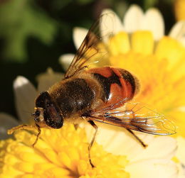 云南能不能養(yǎng)阿壩中蜂(?阿壩中蜂王可以介入云南野生蜂群中嗎) 云南能不能養(yǎng)阿壩中蜂(?阿壩中蜂王可以介入云南野生蜂群中嗎)