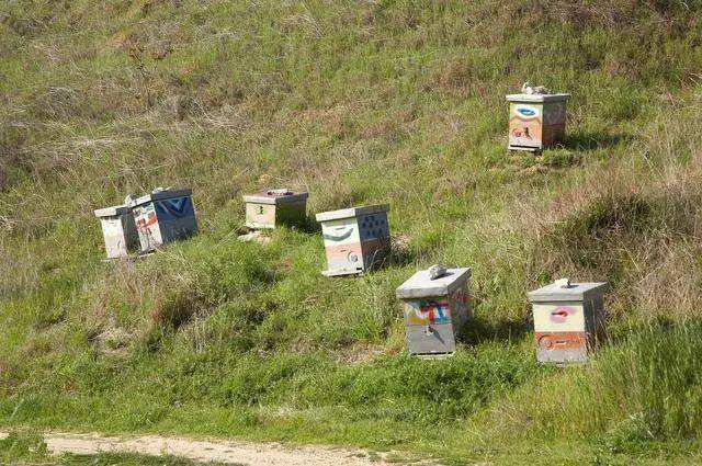 【蜜蜂養殖】如何養蜂才能賺錢?有什么秘訣嗎?養蜂賺錢的必備條件! 如何養蜂才能賺錢?有什么秘訣嗎?養蜂賺錢的必備條件!