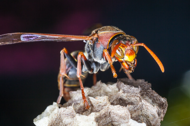 馬蜂筑巢是好兆頭嗎(馬蜂在家筑巢是兇是福) 馬蜂筑巢是好兆頭嗎(馬蜂在家筑巢是兇是福)