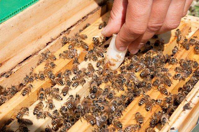 怎樣人工培育優(yōu)質(zhì)蜂王？