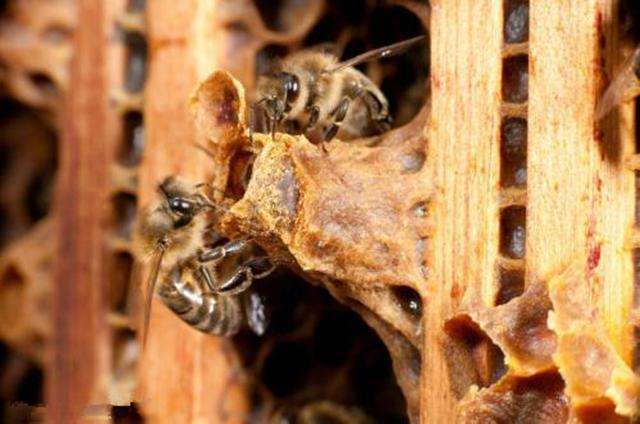 怎樣人工培育優(yōu)質(zhì)蜂王？