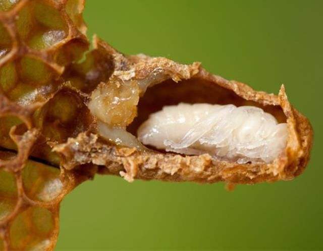 怎樣人工培育優(yōu)質(zhì)蜂王？