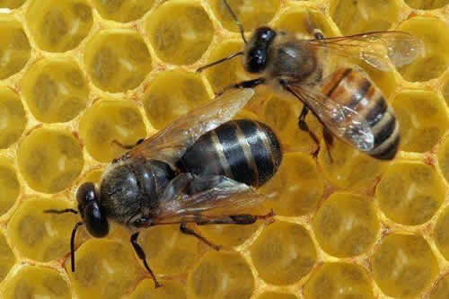 殺死蜂王蜜蜂會怎么樣?(其他蜜蜂怎么辦?會報仇嗎?) 殺死蜂王蜜蜂會怎么樣?(其他蜜蜂怎么辦?會報仇嗎?)