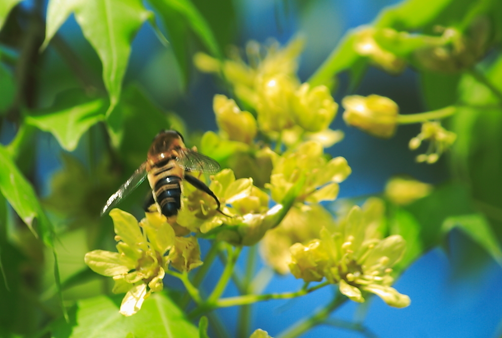 新手養(yǎng)蜂什么時候進(jìn)種好(什么時候開始養(yǎng)蜂最好) 新手養(yǎng)蜂什么時候進(jìn)種好(什么時候開始養(yǎng)蜂最好)