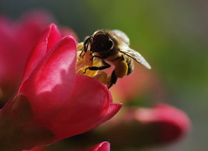 新手養(yǎng)蜂什么時候進(jìn)種好(什么時候開始養(yǎng)蜂最好) 新手養(yǎng)蜂什么時候進(jìn)種好(什么時候開始養(yǎng)蜂最好)