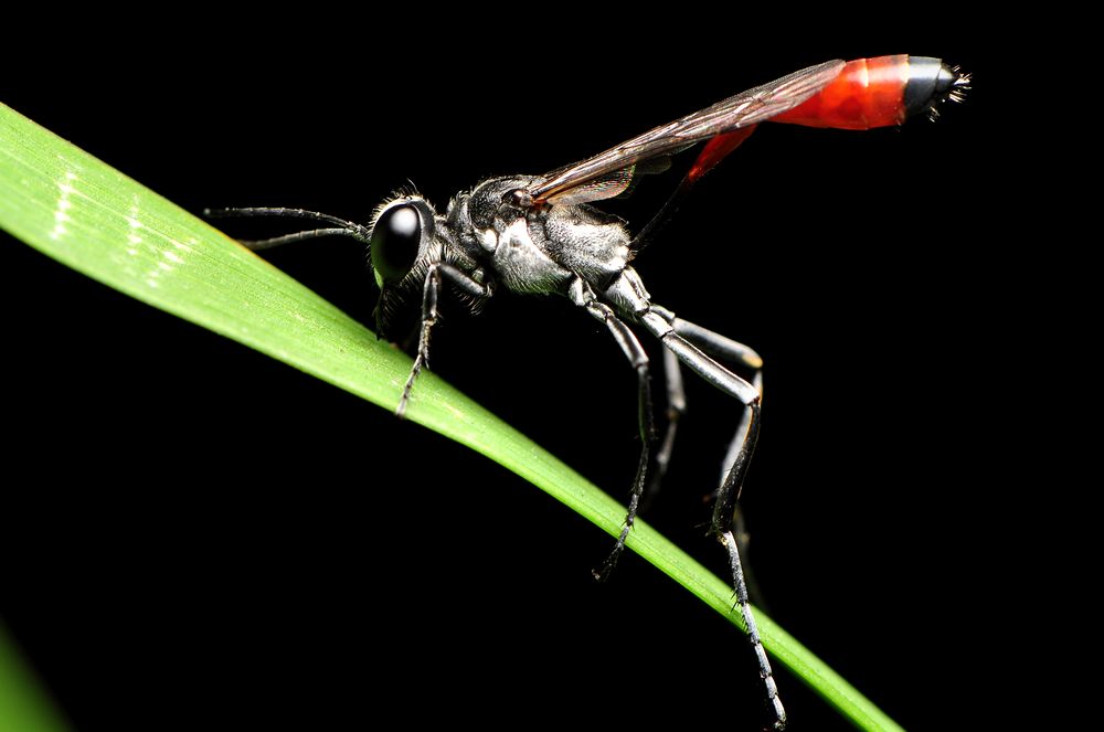 角戎泥蜂(泥蜂是什么) 角戎泥蜂(泥蜂是什么)