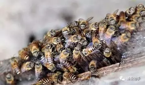 蜂箱濕度一般多少(蜜蜂的安全臨界溫度和最適濕度) 蜂箱濕度一般多少(蜜蜂的安全臨界溫度和最適濕度)