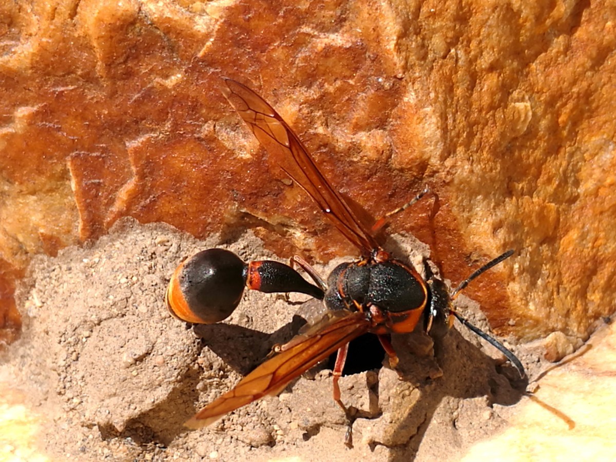 馬蜂有幾根毒針（馬蜂毒針會(huì)滯留體內(nèi)嗎）