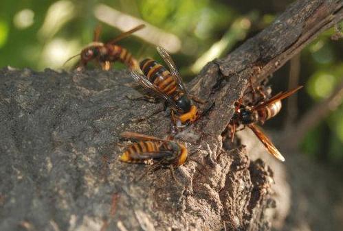 馬蜂有幾根毒針（馬蜂毒針會(huì)滯留體內(nèi)嗎）