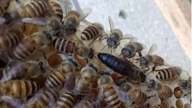 怎么找到蜂王(快速找蜂王最簡單的方法) 怎么找到蜂王(快速找蜂王最簡單的方法)