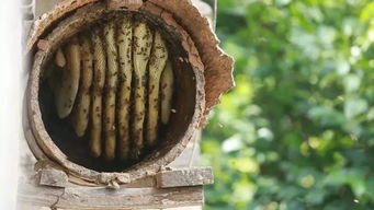 中蜂蜂場為什么不能養(yǎng)意蜂(為什么很多人認(rèn)為中蜂和意蜂不能同場養(yǎng)殖) 中蜂蜂場為什么不能養(yǎng)意蜂(為什么很多人認(rèn)為中蜂和意蜂不能同場養(yǎng)殖)