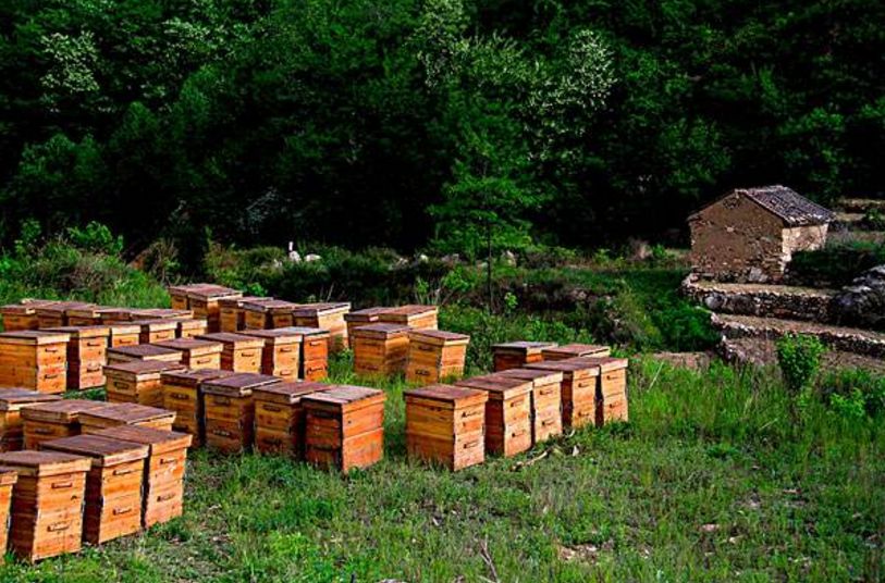 中蜂蜂場為什么不能養(yǎng)意蜂(為什么很多人認(rèn)為中蜂和意蜂不能同場養(yǎng)殖) 中蜂蜂場為什么不能養(yǎng)意蜂(為什么很多人認(rèn)為中蜂和意蜂不能同場養(yǎng)殖)