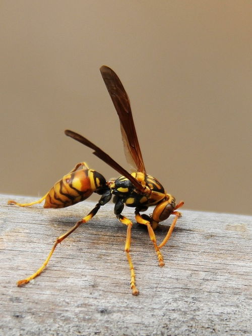 胡蜂養(yǎng)殖技術之筑巢前的喂養(yǎng)（胡蜂筑巢前怎么喂養(yǎng)）