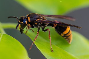 胡蜂養(yǎng)殖技術之筑巢前的喂養(yǎng)（胡蜂筑巢前怎么喂養(yǎng)）