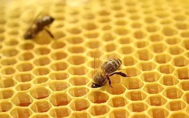 工蜂產(chǎn)卵也會有王臺嗎(蜜蜂工產(chǎn)又有王臺怎么辦) 工蜂產(chǎn)卵也會有王臺嗎(蜜蜂工產(chǎn)又有王臺怎么辦)