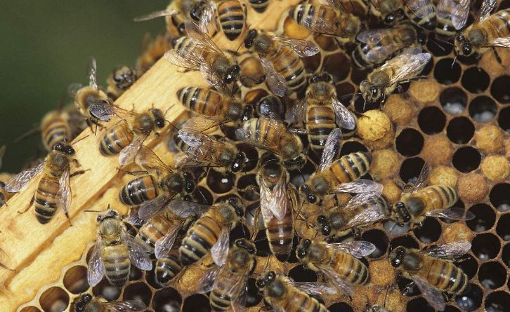 工蜂產(chǎn)卵也會有王臺嗎(蜜蜂工產(chǎn)又有王臺怎么辦) 工蜂產(chǎn)卵也會有王臺嗎(蜜蜂工產(chǎn)又有王臺怎么辦)