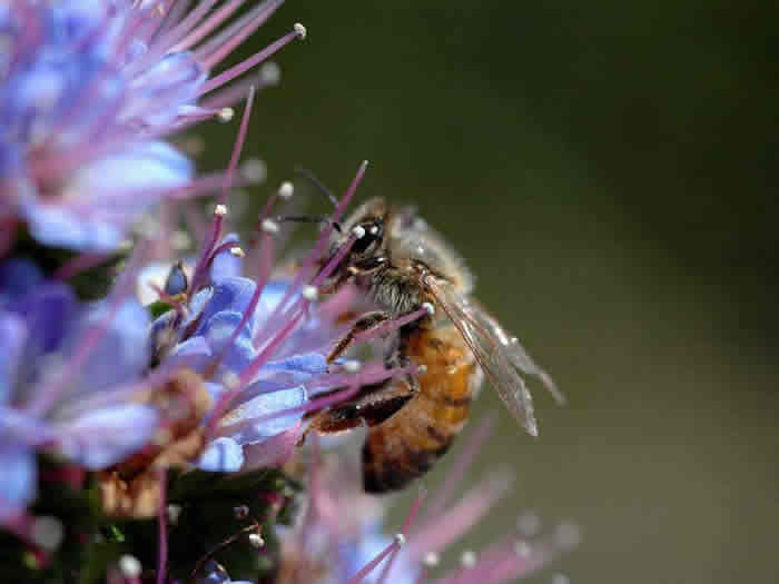 【蜜蜂養殖】蜜蜂為什么不蜇養蜂人? 蜜蜂為什么不蜇養蜂人?