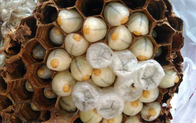 中國(guó)大虎頭蜂是益蟲嗎（虎頭蜂是益蟲還是害蟲？）