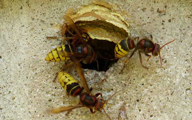 中國(guó)大虎頭蜂是益蟲嗎（虎頭蜂是益蟲還是害蟲？）