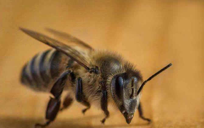 雄蜂有什么特點? 雄蜂