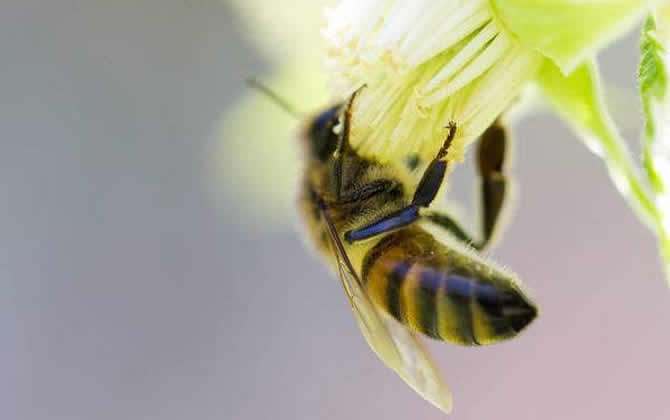 雄蜂有什么特點? 雄蜂