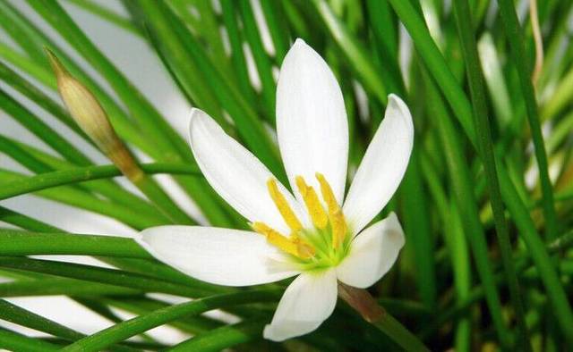 白花蔥蘭是什么品種(白花蔥蘭的生長特性) 白花蔥蘭是什么品種(白花蔥蘭的生長特性)