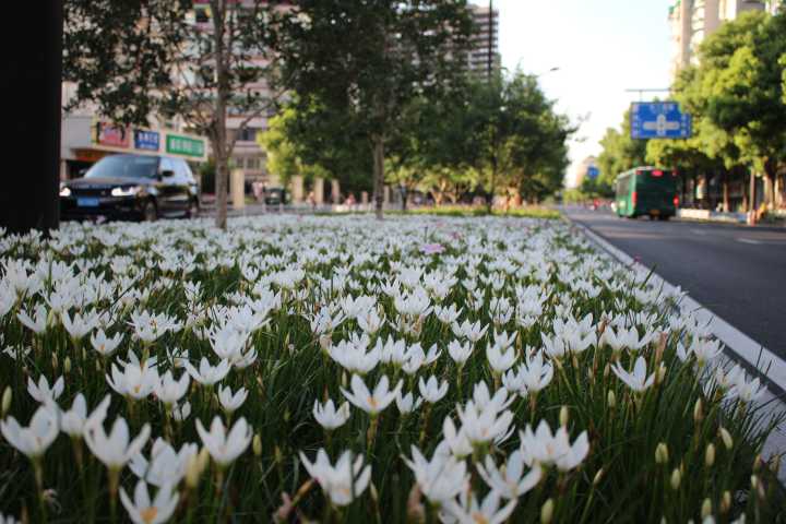 白花蔥蘭是什么品種(白花蔥蘭的生長特性) 白花蔥蘭是什么品種(白花蔥蘭的生長特性)