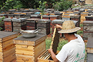 新手怎樣養(yǎng)蜂 好學在買（蜜蜂養(yǎng)殖技術）