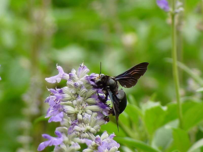 黑竹蜂一只多少錢 黑竹蜂一只多少錢