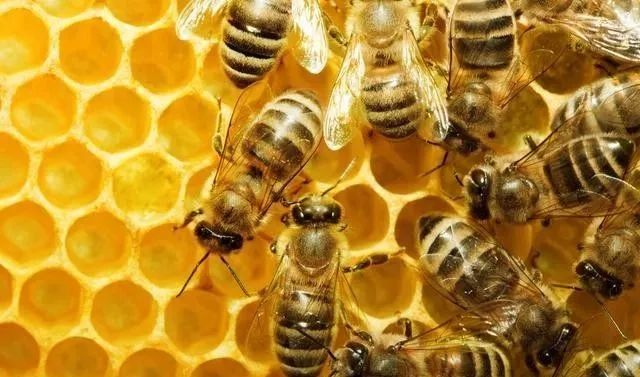 工蜂產卵急造王出臺有用嗎(工蜂產卵了怎樣介王) 工蜂產卵急造王出臺有用嗎(工蜂產卵了怎樣介王)