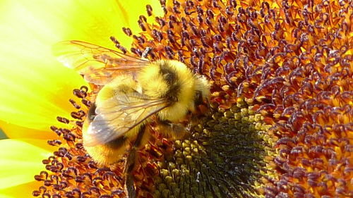 蜜蜂利他行為怎么進化出來的(蜜蜂利他行為探究和重要性) 蜜蜂利他行為怎么進化出來的(蜜蜂利他行為探究和重要性)